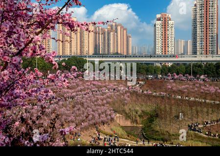 Chongqing, Chongqing, Chine. 28th févr. 2022. Le 27 février 2022, la beauté des fleurs de prunier à Chongqing est enivrante, et le train qui traverse la mer des fleurs est comme un défilement du printemps. À côté de la gare Kangzhuang de Chongqing Rail Transit Line 6, plus de 1 600 magnifiques pruniers sont en pleine floraison, et la « mer de fleurs roses » reliée à un morceau est particulièrement accrocheuse. Le train pour le printemps est en pleine floraison et le soleil brille de mille feux, et Chongqing est la plus belle saison de l'année. Le ciel bleu est plein de nuages, et la beauté rose pl Banque D'Images