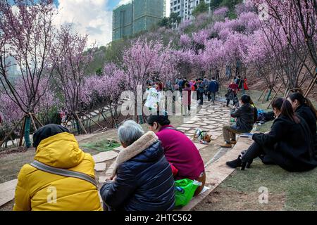 Chongqing, Chongqing, Chine. 28th févr. 2022. Le 27 février 2022, la beauté des fleurs de prunier à Chongqing est enivrante, et le train qui traverse la mer des fleurs est comme un défilement du printemps. À côté de la gare Kangzhuang de Chongqing Rail Transit Line 6, plus de 1 600 magnifiques pruniers sont en pleine floraison, et la « mer de fleurs roses » reliée à un morceau est particulièrement accrocheuse. Le train pour le printemps est en pleine floraison et le soleil brille de mille feux, et Chongqing est la plus belle saison de l'année. Le ciel bleu est plein de nuages, et la beauté rose pl Banque D'Images