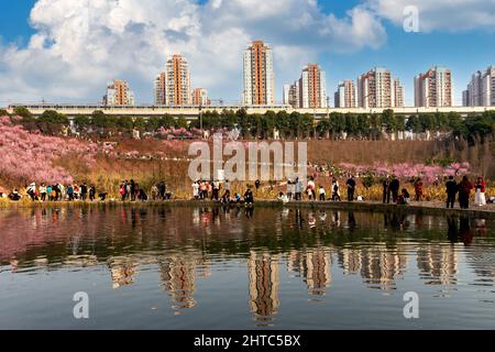 Chongqing, Chongqing, Chine. 28th févr. 2022. Le 27 février 2022, la beauté des fleurs de prunier à Chongqing est enivrante, et le train qui traverse la mer des fleurs est comme un défilement du printemps. À côté de la gare Kangzhuang de Chongqing Rail Transit Line 6, plus de 1 600 magnifiques pruniers sont en pleine floraison, et la « mer de fleurs roses » reliée à un morceau est particulièrement accrocheuse. Le train pour le printemps est en pleine floraison et le soleil brille de mille feux, et Chongqing est la plus belle saison de l'année. Le ciel bleu est plein de nuages, et la beauté rose pl Banque D'Images