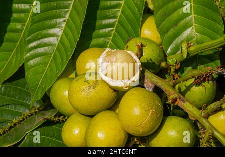 Fruits de matoa mûrs (Pometia pinnata) et feuilles vertes, fruits indigènes de Papouasie, Indonésie Banque D'Images