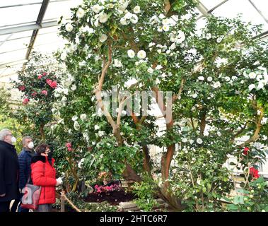 27 février 2022, Saxe, Roßwein : les visiteurs admirent les fleurs blanches du camélia de plus de 200 ans 'Alba plena' dans la maison du camélia, Qui est pris en charge par les employés de la Heimatverein Roßwein e.V. l'usine de 6,50 mètres de haut, également connue sous le nom de Rose de thé d'hiver avec ses doubles fleurs jusqu'à 10 centimètres de taille, aurait été plantée au 18th siècle par le comte von Einsiedel. La rareté botanique est le deuxième plus ancien nord des Alpes en Europe après le célèbre Camellia de Pillnitz et, avec 16 autres variétés différentes de camellia, sera exposé chaque week-end unti Banque D'Images