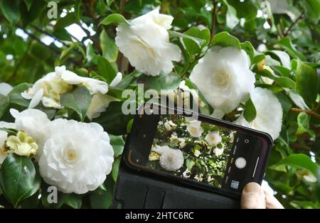 27 février 2022, Saxe, Roßwein: Dans la maison de camélia, qui est prise en charge par les membres du Heimatverein Roßwein e.V., un visiteur utilise son téléphone cellulaire pour prendre une photo de la splendeur blanche de la floraison du camélia de plus de 200 ans 'Alba plena'. Cette plante de 6,50 mètres de haut, également connue sous le nom de Rose du thé d'hiver avec ses fleurs doubles jusqu'à 10 centimètres de taille, aurait été plantée au 18th siècle par le Comte von Einsiedel à Gersdorf près de Roßwein. La rareté botanique est le deuxième plus ancien nord des Alpes en Europe après le célèbre Camellia de Pillnitz et peut être vu avec d'autres d Banque D'Images