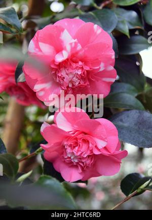 27 février 2022, Saxe, Roßwein: Dans la maison camélia, qui est occupé par les membres du Heimatverein Roßwein e.V., le camélia 'Camellia japonica Chandlers elegans' montre ses doubles fleurs rouges-blanches. Actuellement, la serre présente également les fleurs blanches du camélia 'Alba plena' de plus de 200 ans. Cette plante de 6,50 mètres de haut, également connue sous le nom de Rose du thé d'hiver avec ses fleurs doubles jusqu'à 10 centimètres de taille, aurait été plantée au 18th siècle par le Comte von Einsiedel à Gersdorf près de Roßwein. La rareté botanique est le deuxième plus ancien nord des Alpes Banque D'Images