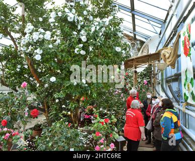 27 février 2022, Saxe, Roßwein : les visiteurs admirent les fleurs blanches du camélia de plus de 200 ans 'Alba plena' dans la maison du camélia, Qui est pris en charge par les employés de la Heimatverein Roßwein e.V. l'usine de 6,50 mètres de haut, également connue sous le nom de Rose de thé d'hiver avec ses doubles fleurs jusqu'à 10 centimètres de taille, aurait été plantée au 18th siècle par le comte von Einsiedel. La rareté botanique est le deuxième plus ancien nord des Alpes en Europe après le célèbre Camellia de Pillnitz et, avec 16 autres variétés différentes de camellia, sera exposé chaque week-end unti Banque D'Images