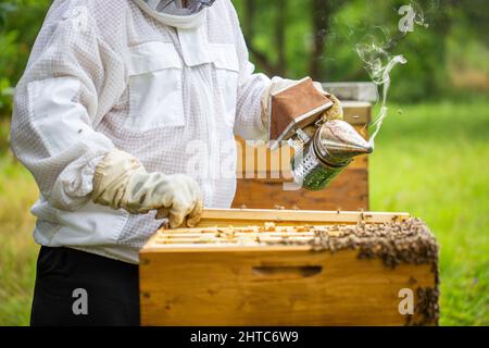 Fumeur d'abeille avec apiculteur travaillant dans son apiaire sur une ferme d'abeille, concept d'apiculteur Banque D'Images