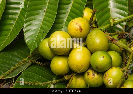 Fruits de matoa mûrs (Pometia pinnata) et feuilles vertes, fruits indigènes de Papouasie, Indonésie Banque D'Images