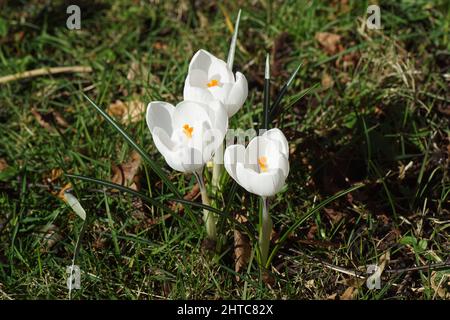 Crocus à fleurs blanches au soleil dans l'herbe d'une pelouse dans un jardin hollandais. Famille des Iridaceae. Fin de l'hiver, février, pays-Bas. Banque D'Images