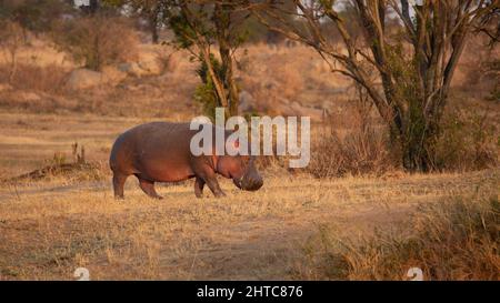 Hippopotamuse (hippopotame amphibius) dans un trou d'eau. Bien que ces animaux soient grégaires et vivent souvent dans Banque D'Images