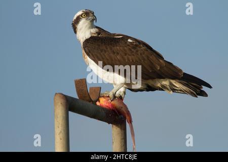 Balbuzard pêcheur (Pandion haliaetus) se distingue avec un poisson dans ses serres. Cet oiseau de proie est de 60 centimètres de long et a une envergure de 180 cm. Il alimente l'excl Banque D'Images