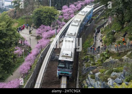 Chongqing, Chongqing, Chine. 28th févr. 2022. Le 25 février 2022, une grande zone de fleurs de‚''¹Ã prune â‚''¹beautiful dans la section du col Fotu de la ligne 2 du train de Chongqing est en pleine floraison, formant une mer de fleurs de‚''¹Ã â‚''¹pink â'''. Le train léger traverse la mer des fleurs roses, devenant un autre genre de paysage dans la ville, comme si vous étiez dans une scène de film.à Chongqing Fotuguan Park, de nombreux touristes apprécient le paysage et jouent ici. Ils sont très surpris lorsqu'ils rencontrent des « problèmes » ici. Ils sont occupés à prendre des photos et à capturer les scènes des trains de Rai Banque D'Images