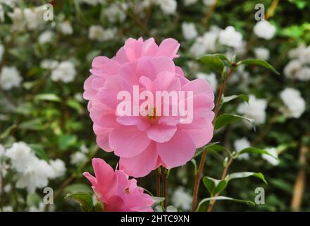 27 février 2022, Saxe, Roßwein: Dans la maison de camélia, qui est occupé par les membres du Heimatverein Roßwein e.V., le camélia 'Camellia saluensis x Camellia reticulata Barbara Clark' montre ses fleurs rose vif. Actuellement, la serre présente également les fleurs blanches du camélia 'Alba plena' de plus de 200 ans. Cette plante de 6,50 mètres de haut, également connue sous le nom de Rose du thé d'hiver avec ses fleurs doubles jusqu'à 10 centimètres de taille, aurait été plantée au 18th siècle par le Comte von Einsiedel à Gersdorf près de Roßwein. La rareté botanique est le deuxième plus ancien nord Banque D'Images