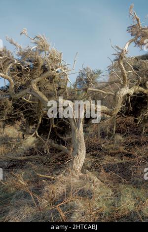 Arbuste gorse (Ulex) au-dessus de l'Atlantique au Royaume-Uni. Banque D'Images