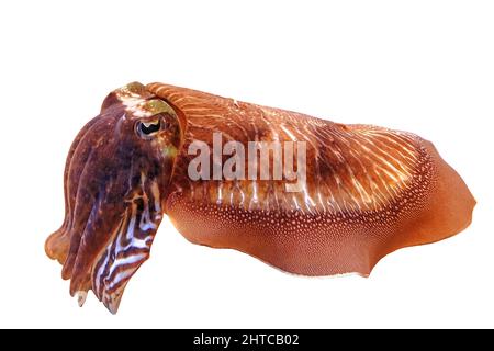 Seiches communes dans un aquarium. Sépia officinalis espèces vivant dans la mer Méditerranée, la mer du Nord, et la mer Baltique ou l'Afrique du Sud. Isolé sur Banque D'Images