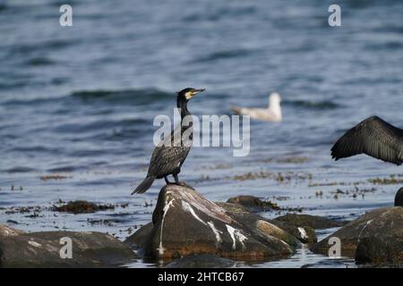 Photo d'un grand oiseau cormorant debout sur un grand rocher au bord de la mer par une journée ensoleillée Banque D'Images