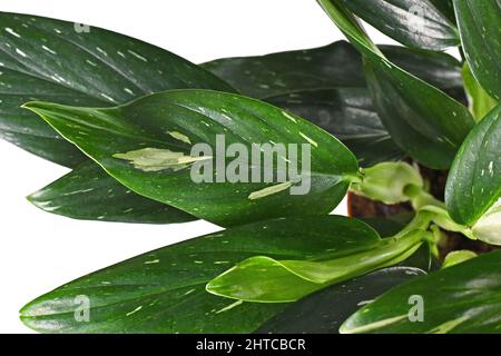 Feuille de la maison exotique 'Monstera Standleyana' avec des taches blanches variées sur fond blanc Banque D'Images