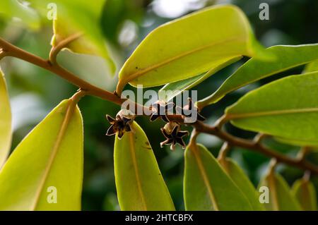 Bois foncé indonésien, feuilles, graines et fleurs vertes ébène (Diospyros celebica) Banque D'Images