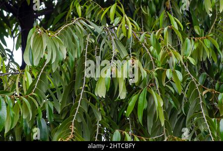 Bois foncé indonésien, feuilles, graines et fleurs vertes ébène (Diospyros celebica) Banque D'Images