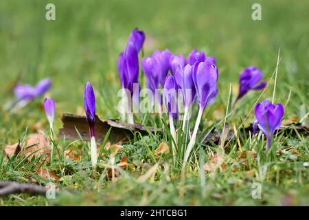 Fleurs de printemps de crocus pourpres sur fond d'herbe floue qui fleurit au début du printemps Banque D'Images