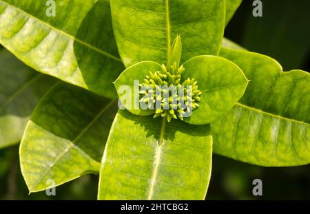 Ixora coccinea boutons de fleurs, une espèce de plantes à fleurs de la famille des Rubiaceae Banque D'Images