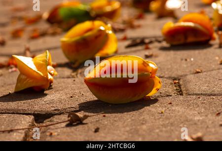 Fruit étoilé ou bélimbing (Averrhoa carambola) sur le sol, foyer sélectionné Banque D'Images