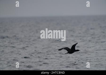 Mise au point peu profonde d'un grand oiseau cormorant volant près de la surface de la mer Banque D'Images