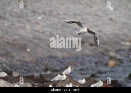 La photo de mise au point peu profonde d'un mouette à capuchon marron volant au-dessus du mouette floqué sur un fond naturel flou Banque D'Images