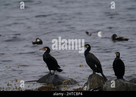 Gros plan d'un foyer de trois grands oiseaux cormorans se tenant sur des rochers dans l'eau Banque D'Images