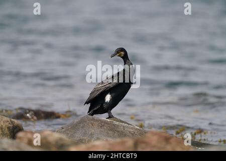 Photo d'un grand oiseau cormorant debout sur un rocher au bord de la mer par une journée ensoleillée Banque D'Images