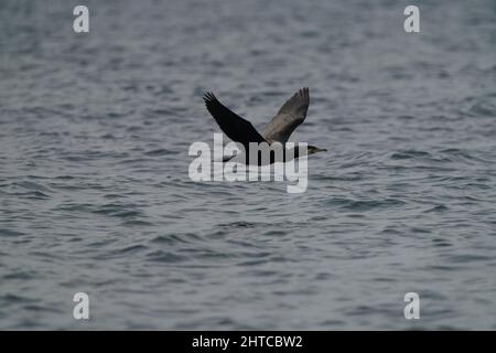 Photo d'un grand oiseau cormorant volant près de la surface de la mer Banque D'Images