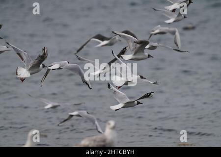 Cliché sélectif de foyer peu profond d'un troupeau d'oiseaux à tête noire volant au-dessus de la mer Banque D'Images