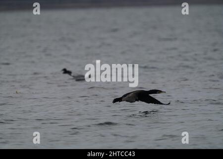 Mise au point peu profonde d'un grand oiseau cormorant volant près de la surface de la mer Banque D'Images