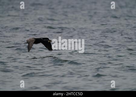 Mise au point peu profonde d'un grand oiseau cormorant volant près de la surface de la mer Banque D'Images