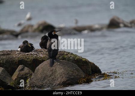 Photo de foyer peu profond de trois grands oiseaux cormorans assis sur des rochers humides dans la mer par une journée ensoleillée Banque D'Images