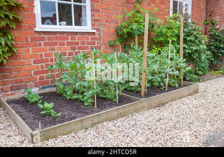 Fava plants de haricots (faba ou fèves) croissant dans une parcelle de légumes. Jardin anglais, Royaume-Uni Banque D'Images