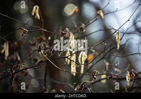 Les chatons sont les fleurs mâles ou les parties reproductrices d'arbres comme cet aulne. Ce sont les premiers signes dans les bois à feuilles caduques que le printemps approche Banque D'Images