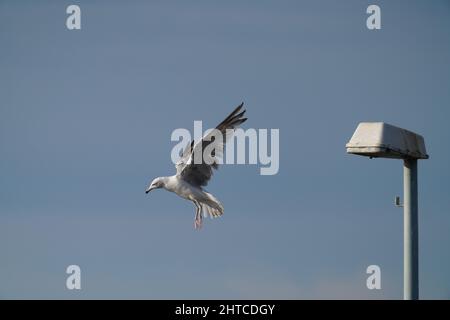 Vue d'un mouette à bec sur un ciel bleu nuageux par une journée ensoleillée Banque D'Images