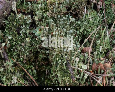 Un gros plan d'une parcelle de lichen gris Cladonia fimbriata poussant sur un sol boisé. Banque D'Images