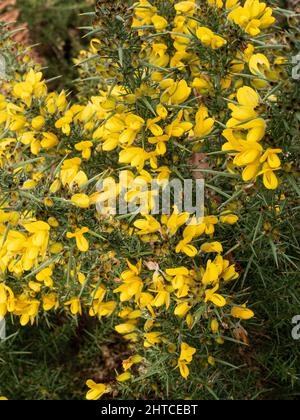 Un gros plan d'une partie d'une jeune buisson de gorge à fleur jaune Ulex europaeus poussant sur la lande. Banque D'Images