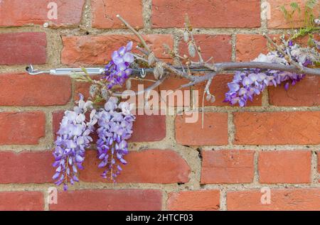 Entraînement d'une plante de wisteria grimpante ou d'un arbre sur un mur de brique avec corde de fil et yeux de vigne, Royaume-Uni Banque D'Images