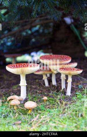 Photo verticale du champignon rouge, communément connu sous le nom de mouche agarique ou mouche amanita dans une forêt Banque D'Images