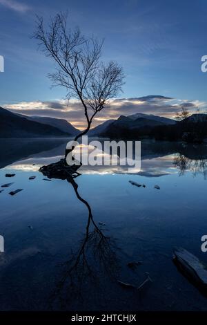 Arbre solitaire au lever du soleil, Llyn Padarn, Llanberis, Snowdonia, pays de Galles du Nord Banque D'Images