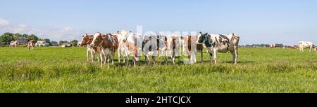 Des vaches de groupe debout ensemble dans une rangée dans un champ vert, vue panoramique large Banque D'Images