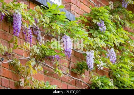 Usine de wisteria poussant sur le mur de la maison au printemps, Royaume-Uni. Vignes grimpantes soutenues par des yeux de vigne et une corde métallique. Banque D'Images