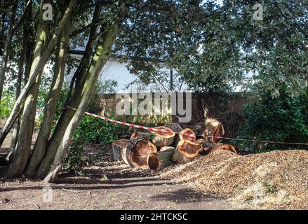 Un arbre abattu par Storm Eunice est coupé pour être retiré, Isleworth, Londres Banque D'Images