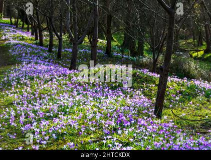 Crocus pourpres poussant sur une banque de bois lumineux au soleil du début du printemps Banque D'Images