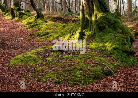 Une rangée d'arbres poussant dans une banque qui est couverte de mousse sous le soleil d'hiver. Un tapis de litière de feuilles décorera le sol Banque D'Images