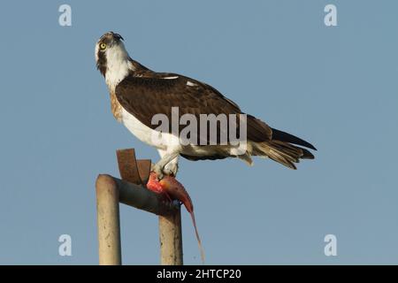 Balbuzard pêcheur (Pandion haliaetus) se distingue avec un poisson dans ses serres. Cet oiseau de proie est de 60 centimètres de long et a une envergure de 180 cm. Il alimente l'excl Banque D'Images