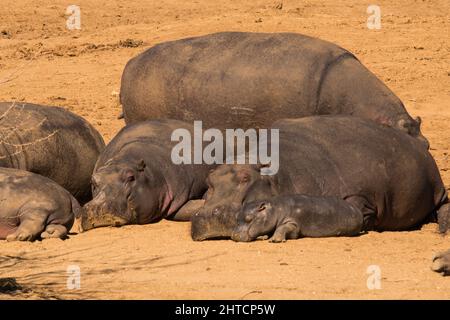 Une famille de l'Hippopotame (Hippopotamus amphibius) dans un trou d'eau. Bien que ces animaux sont grégaires et vivent souvent dans des grands groupes, ils ne sont pas très Banque D'Images