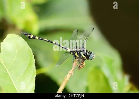 Dragonfly à queue de coq, Gomphus vulgutissimus, Sindhudurg, Maharashtra, Inde Banque D'Images