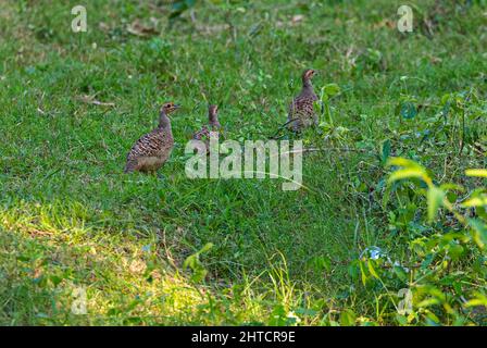 Trois oiseaux de Francolin gris dans le champ Banque D'Images